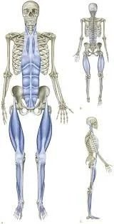 Exercises For Hyperextended Knees: A Guide To Strength
