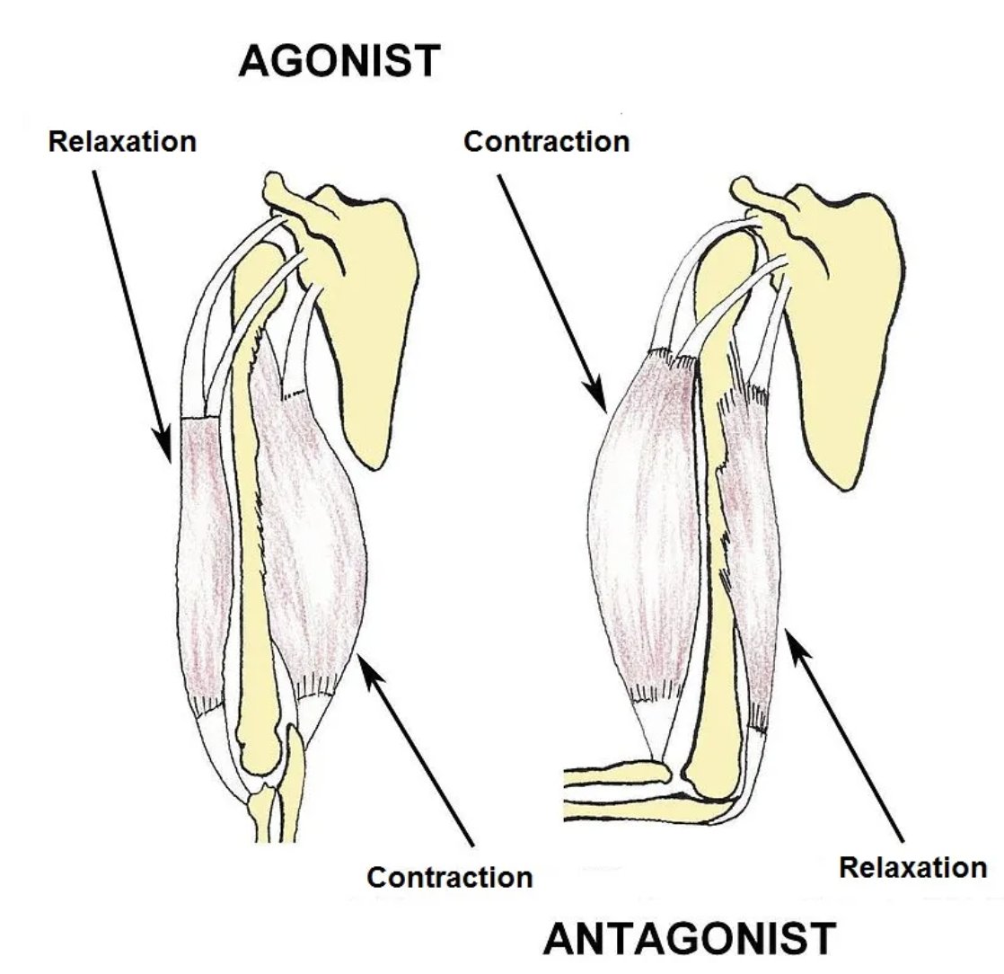 Reciprocal Inhibition