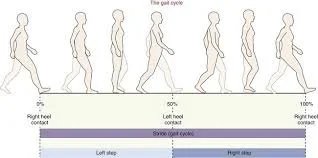 Images 1 — Gait Meaning Explained: Why the Way You Walk Depends on Core & Mobility