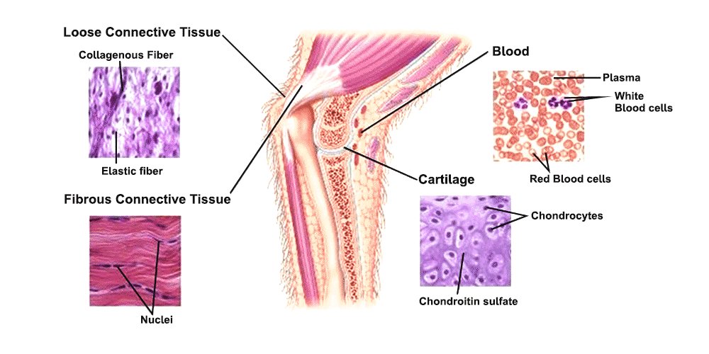  Unlocking Relief: The Fascinating Connection Between Fascial Health and Ehlers-Danlos Syndrome