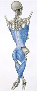 Image courtesy of Anatomy Trains ©